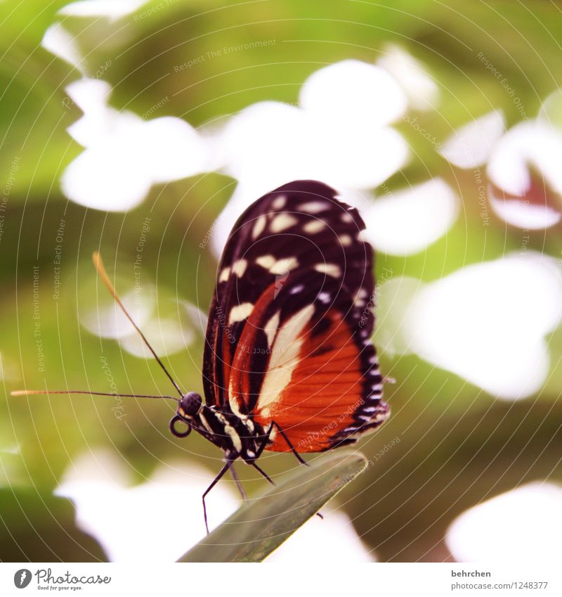 was willste? Natur Pflanze Tier Frühling Sommer Baum Blatt Blüte Garten Park Wiese Wildtier Schmetterling Tiergesicht Flügel 1 beobachten Erholung fliegen