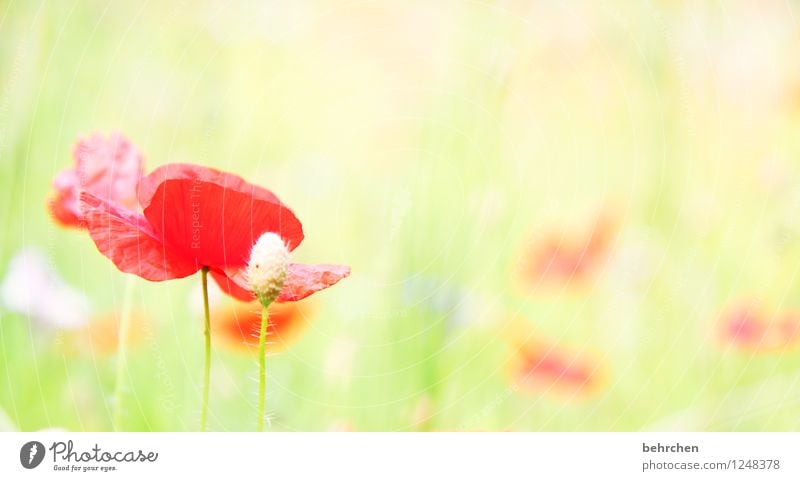 montag bleibt mo(h)ntag Natur Pflanze Frühling Sommer Schönes Wetter Blume Gras Blatt Blüte Wildpflanze Mohn Garten Park Wiese Feld Blühend verblüht Wachstum