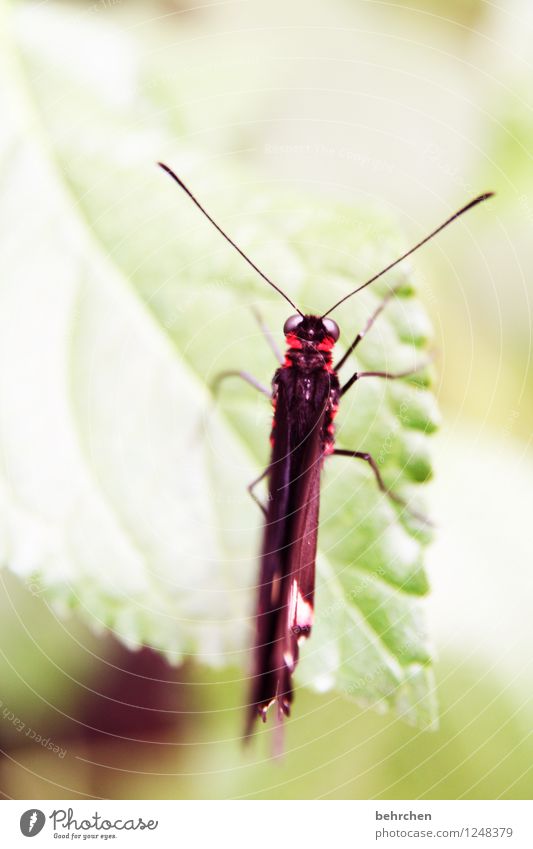 draufsicht Natur Pflanze Tier Frühling Sommer Blatt Garten Park Wiese Wildtier Schmetterling Flügel 1 Erholung schlafen sitzen exotisch schön grün rot Fühler