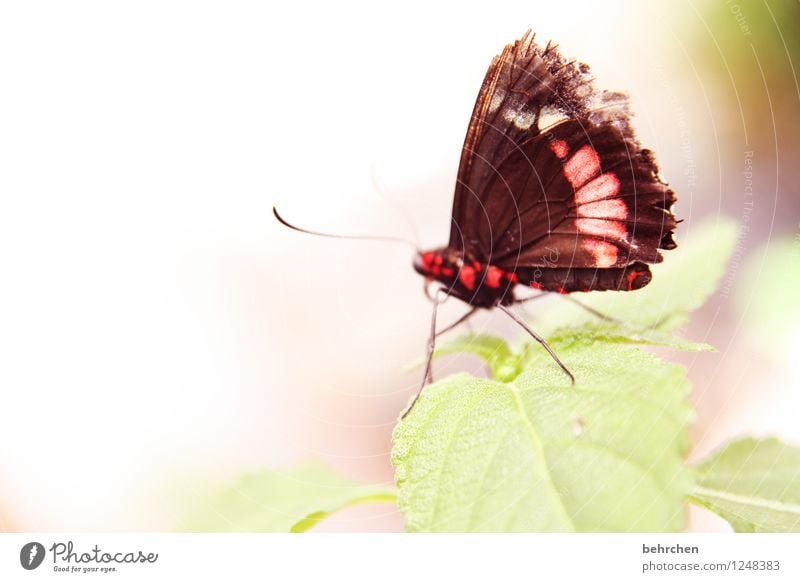 zerzaust Natur Pflanze Tier Frühling Sommer Baum Blatt Garten Park Wiese Wildtier Schmetterling Flügel 1 Erholung fliegen Fressen sitzen außergewöhnlich elegant