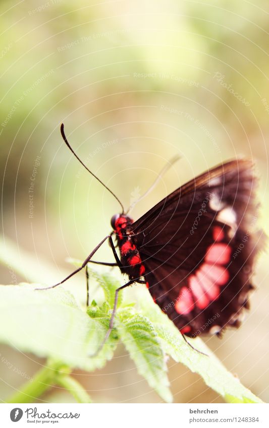 giftig? Natur Pflanze Tier Baum Sträucher Blatt Garten Park Wiese Wildtier Schmetterling Flügel Fühler Beine 1 beobachten Erholung fliegen Fressen