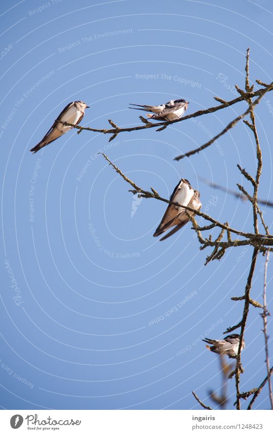 Palaver Natur Tier Himmel Zweig Wildtier Vogel Schwalben Rauchschwalbe Tiergruppe beobachten Beratung hocken sitzen warten frei natürlich blau grau schwarz weiß