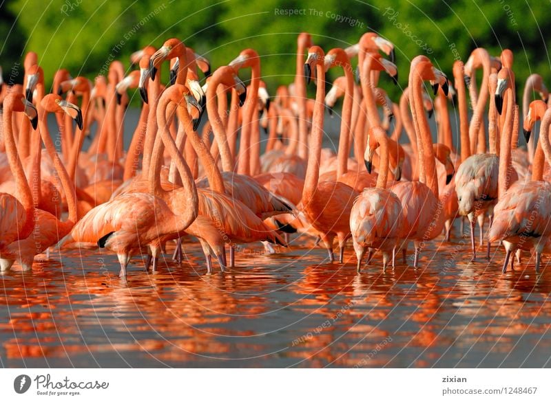 größere Flamingos Tier Wildtier Vogel Tiergesicht Tiergruppe Herde Schwarm Teleskop Wasser Ziffern & Zahlen Bewegung fliegen Fressen laufen Wachstum rosa schön