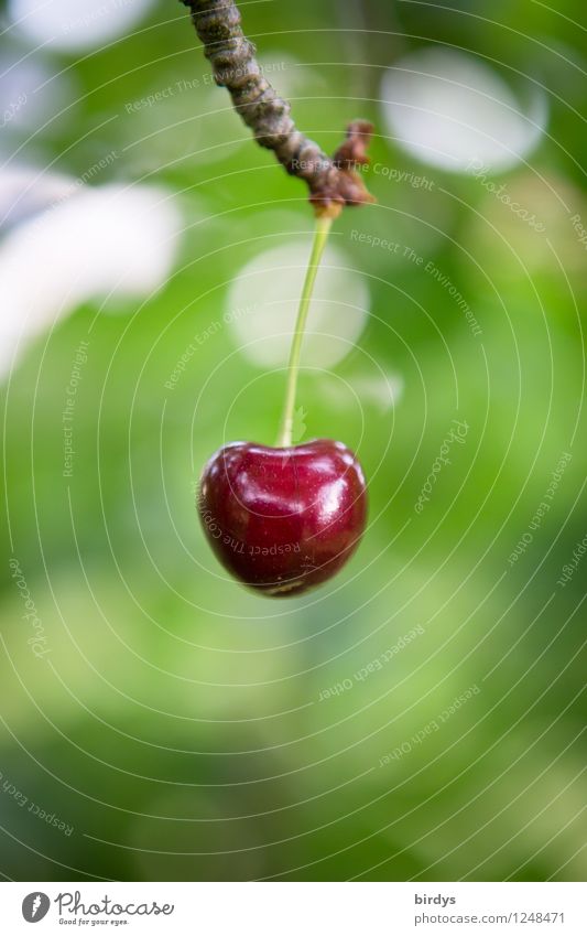 Solist Frucht Kirsche Sommer Ast hängen ästhetisch außergewöhnlich glänzend lecker positiv saftig schön grün rot Natur rein 1 reif süß Unschärfe Lust Farbfoto