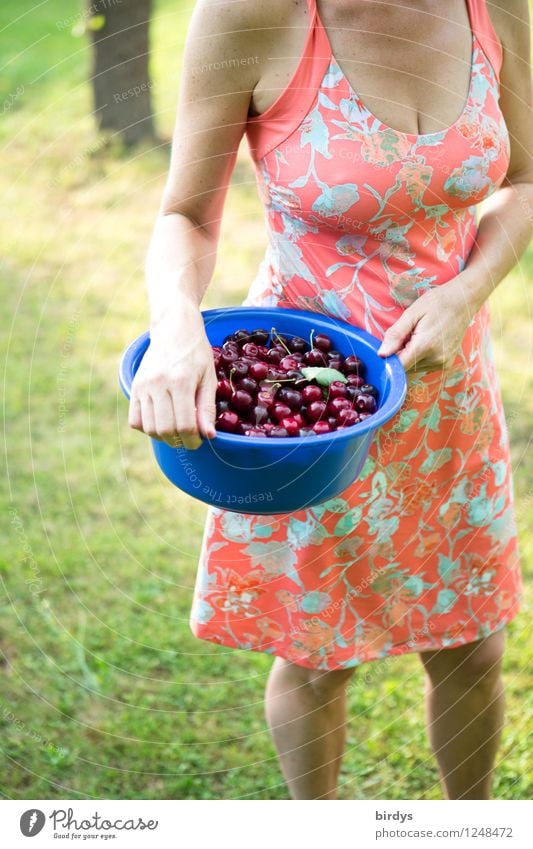 Junge Frau im Sommerkleid mit einer Schüssel voller frisch gepflückter Kirschen Frucht Ernährung Schalen & Schüsseln Lifestyle Erwachsene Körper 1 Mensch