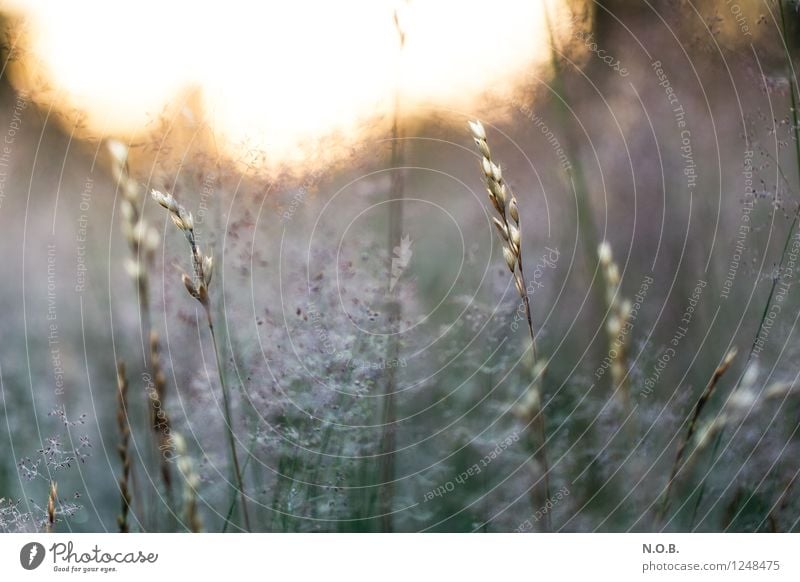 Guten Morgen Natur Pflanze Sonnenlicht Sommer Schönes Wetter Gras Park frisch positiv Gefühle Zufriedenheit Lebensfreude Erholung nachhaltig Umwelt Wachstum