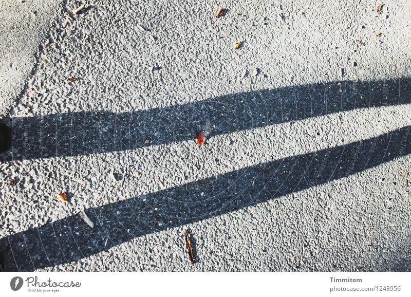 Skinny Legs. Herbst Blatt Straße Schuhe Linie Blick stehen ästhetisch einfach braun grau schwarz deutlich Schatten dünn Beine Farbfoto Außenaufnahme