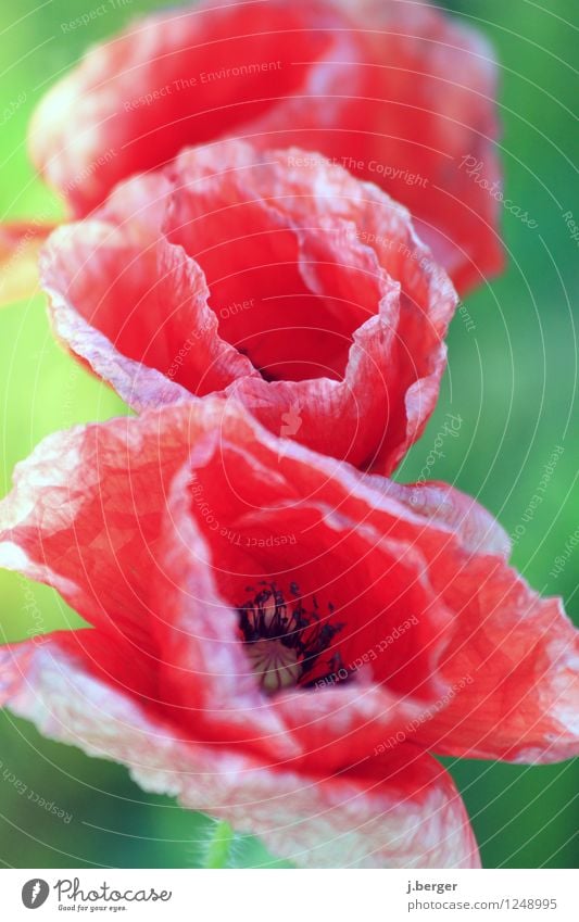 Mohntag Natur Pflanze Blume Blatt Blüte grün rot Mohnblüte Makroaufnahme Stillleben Farbfoto mehrfarbig Außenaufnahme Nahaufnahme Detailaufnahme