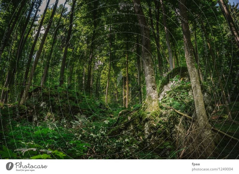 Stock und Stein verwachsen wandern Umwelt Natur Landschaft Pflanze Urelemente Erde Sonnenlicht Sommer Schönes Wetter Baum Wald entdecken alt ästhetisch