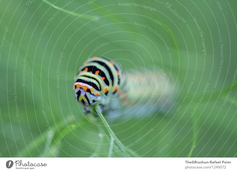 Raupe Tier Schmetterling 1 mehrfarbig gelb grau grün orange rosa rot weiß rüebliraupe Möhre Lebensmittel Fenchel ästhetisch Wunder Stadt Essen Pflanze