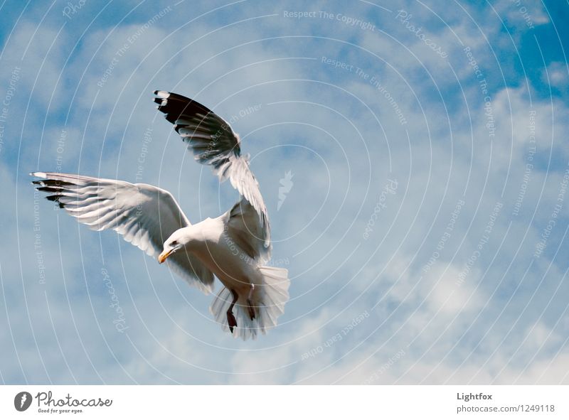 Möwen Pic 2 Tier Vogel 1 Fernglas Teleskop Fitness ästhetisch außergewöhnlich schön einzigartig blau weiß Tierliebe Frieden Silbermöwe Flugzeug Landen Wolken