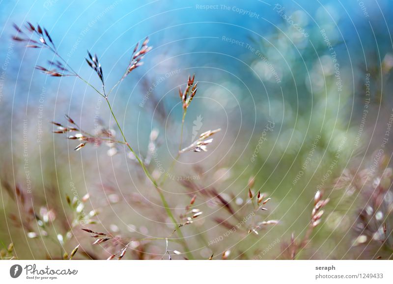 Sommerwiese Gras Halm mehrfarbig frisch ländlich Natur natürlich Wiese Unschärfe Kräuter & Gewürze Pflanze Schilfrohr Riedgras Unkraut Kräutergarten Blatt Samen