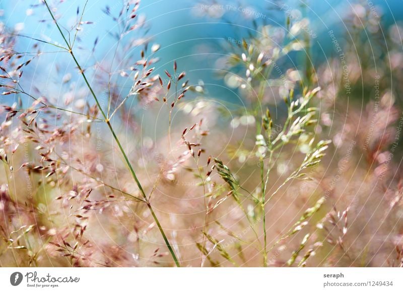 Grasland Halm mehrfarbig frisch Sommer ländlich Natur natürlich Wiese Schwache Tiefenschärfe Kräuter & Gewürze Pflanze Schilfrohr Riedgras Unkraut Kräutergarten