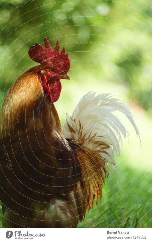 Eitler Kerl Pflanze Gras Tier Haustier Nutztier Tiergesicht 1 Blick stehen Hahn Kamm eitel Schwanz Federschmuck rot gefiedert aufrechter Gang stolzieren weiß