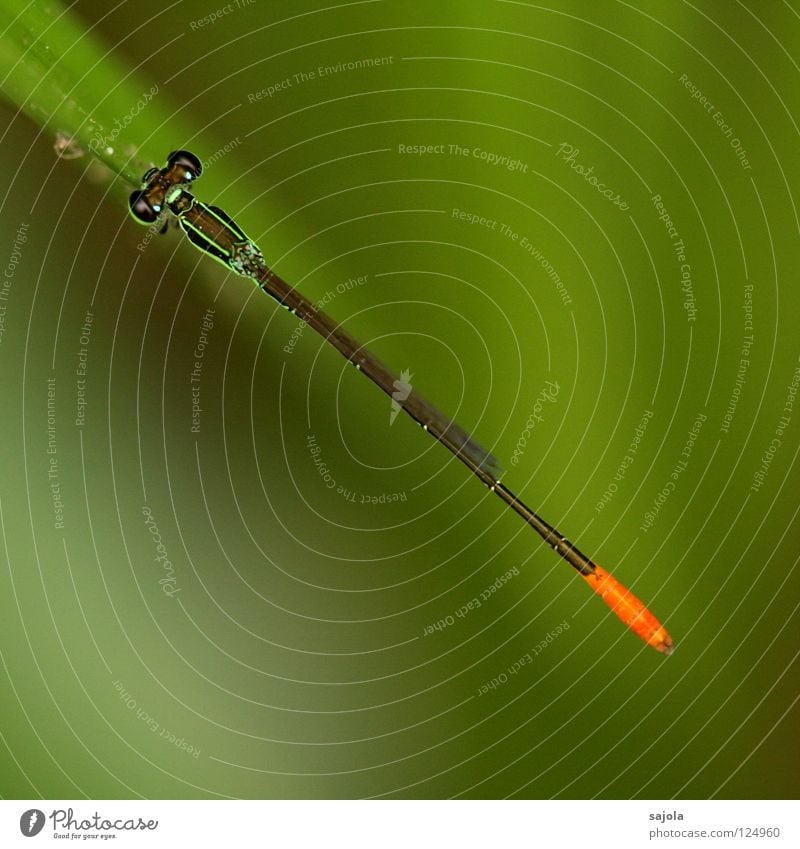 strich in der landschaft Natur Tier Wildtier Klein Libelle Insekt 1 Linie dünn grün hellgrün Facettenauge Hinterteil orange wasserjungfer Farbfoto Außenaufnahme