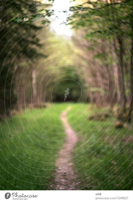 Waldweg Fitness harmonisch Erholung ruhig Umwelt Natur Landschaft Pflanze Frühling Sommer Baum Gras Park Wege & Pfade laufen Helios Unschärfe Farbfoto