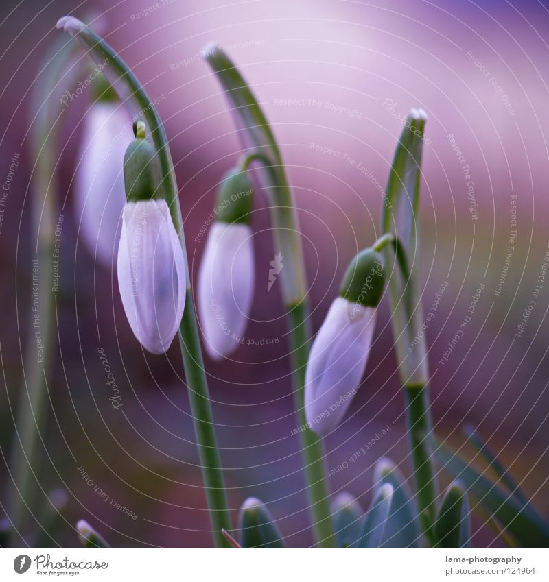 Zerbrechliche Schönheit Schneeglöckchen Blume Pflanze Wiese Blumenwiese Frühling Winter Jahreszeiten Sommer Blüte geschlossen schließen Wachstum gedeihen