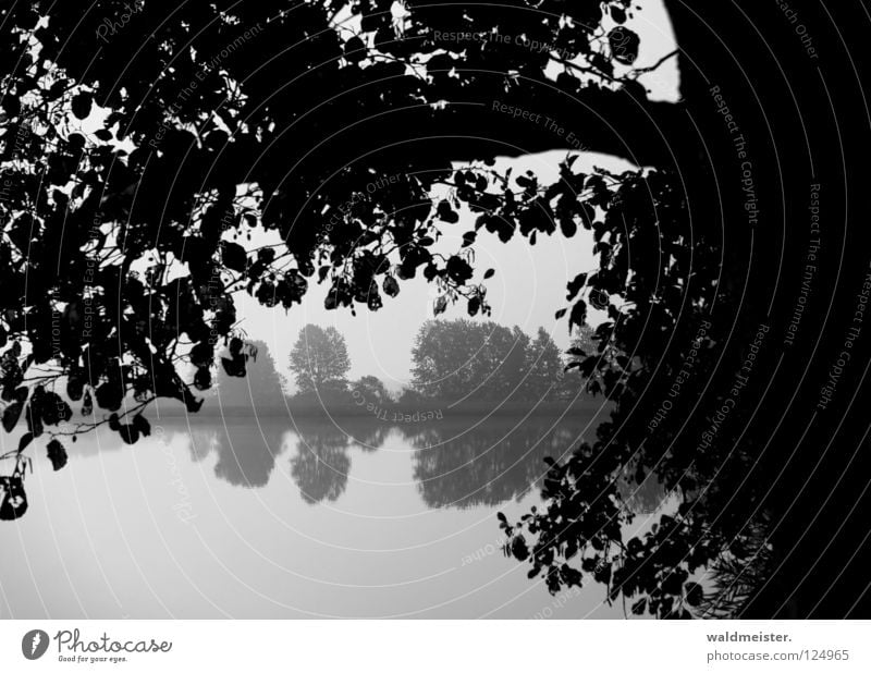 Ufer See Teich Baum Reflexion & Spiegelung Küste Wasser Feisneck Müritz-Nationalpark