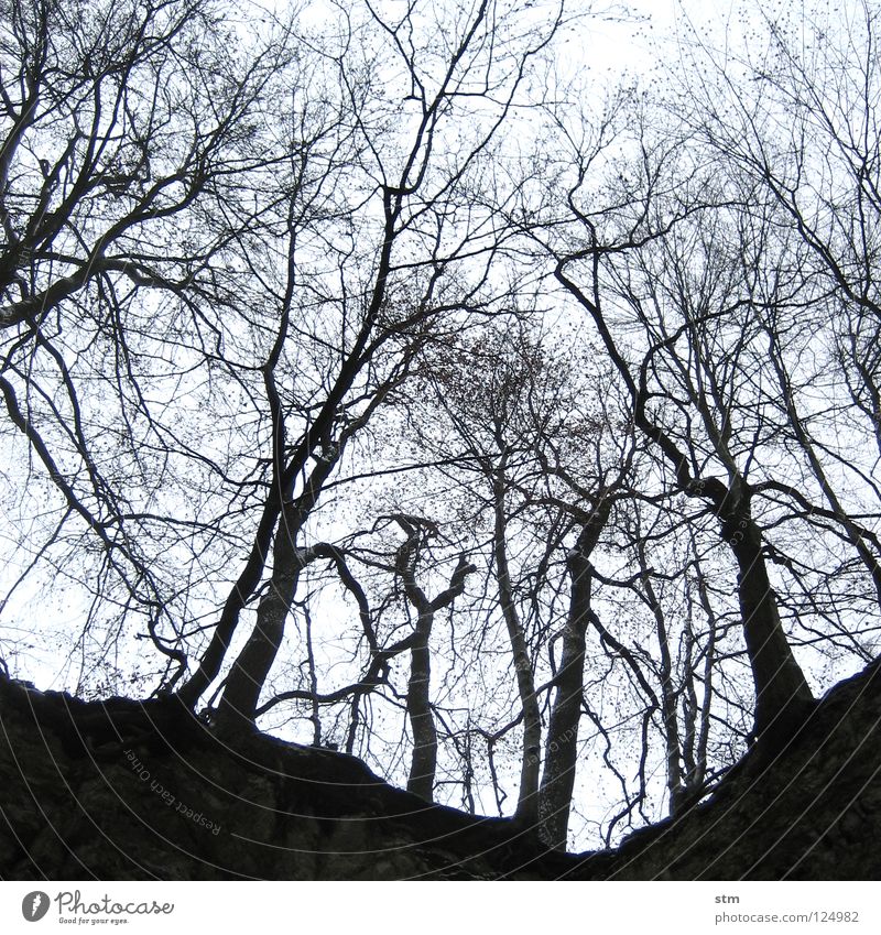 stille 4 Baum Winter laublos ruhig unheimlich Trauer Beerdigung Grab Abschied Wald Einsamkeit Höhle unten Froschperspektive Hoffnung wandern Verzweiflung Himmel