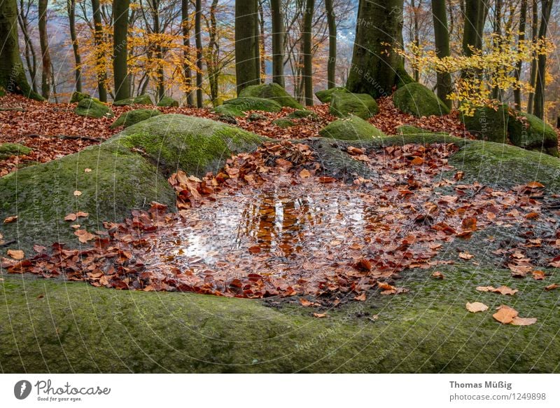 Felsenmeer Natur Landschaft Pflanze Urelemente Moos Wald Ferien & Urlaub & Reisen wandern Tourismus bemooste Felsen Odenwald Herbst Laub Steine Farbfoto