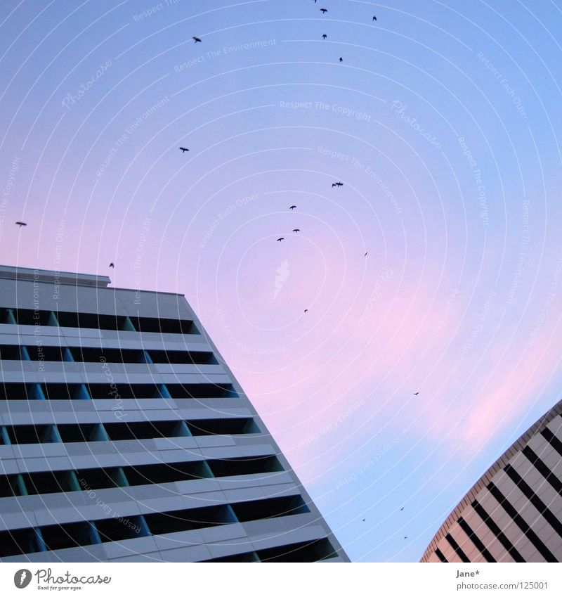 back to the heimat > semesterferien :p Plattenbau Dresden Stadt Heimat Licht violett rosa Himmel Vogel Quadrat Beton diagonal Mittelformat Architektur dd d²