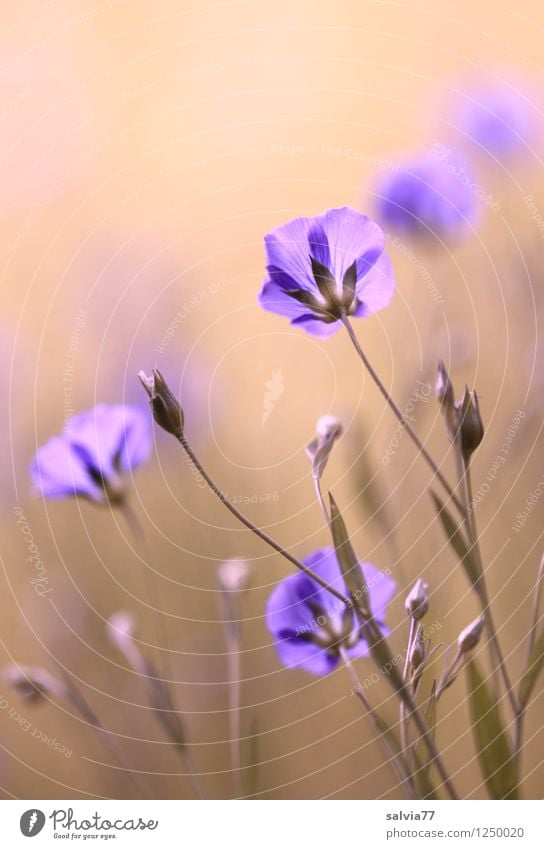 Leinblüten harmonisch Wohlgefühl Sinnesorgane Erholung Meditation Duft Natur Pflanze Sommer Blume Blüte Feld Blühend träumen Wachstum ästhetisch retro schön