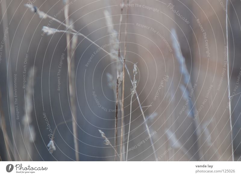 Gräser Gras Hintergrundbild zart filigran grau Stengel Halm Unschärfe Wildnis Umwelt Pflanze schön Makroaufnahme Nahaufnahme Herbst Natur Linie