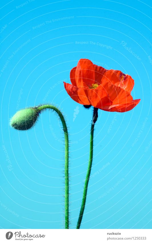 Klatschmohn; Papaver, rhoeas; Ackerpflanzen; Alternativmedizin Natur Pflanze Blume Blüte Wildpflanze Feld frei blau rot weiß rote Blueten Ackerunkraut