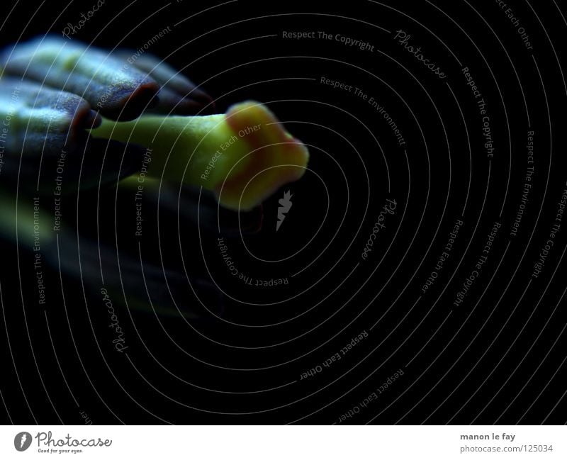 Nuna grün schwarz Pflanze Blüte skurril Leben Blütenstempel Staubfäden außergewöhnlich zart Lilien Licht halbdunkel Liliengewächse Makroaufnahme Nahaufnahme