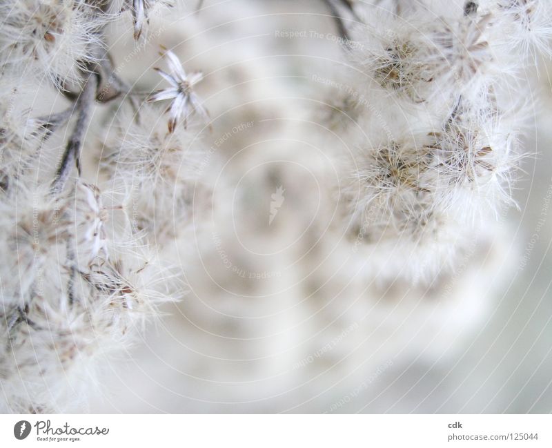 Winterblüte | trockene Gräser und Samen | cremeweiss und beige. Pflanze Blüte Blume Sträucher Gras nah weiß braun Ton-in-Ton Unschärfe zart klein weich luftig