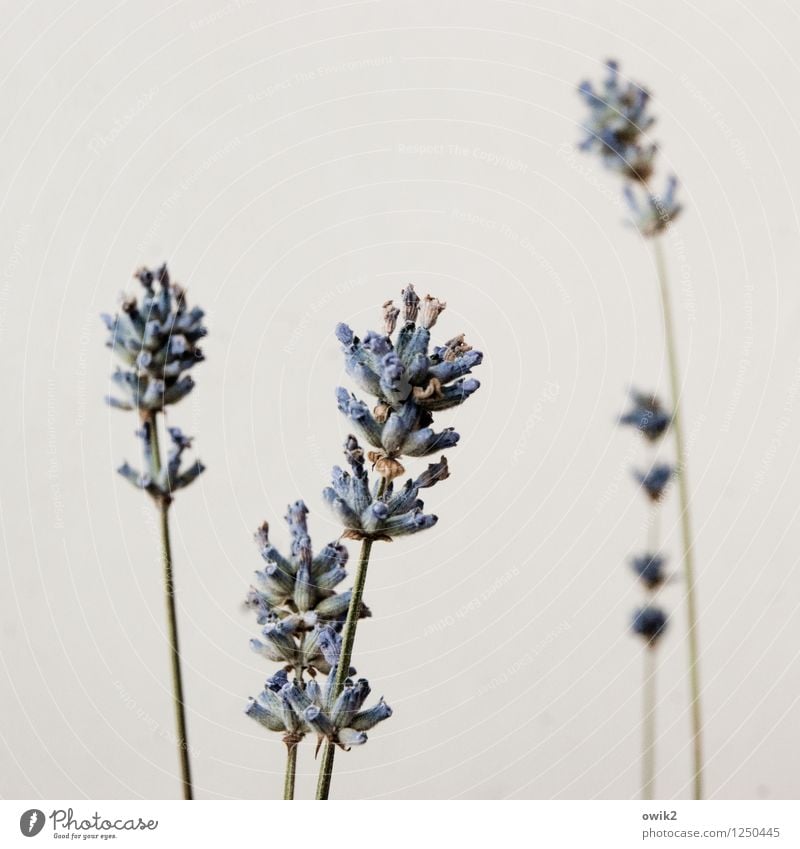 Unschuld vom Lande Natur Pflanze Blüte Nutzpflanze Topfpflanze Lavendel Kulturpflanze Stengel Duft dünn authentisch elegant natürlich Einigkeit Leben Identität