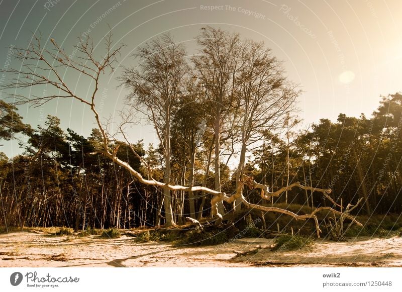 Wildholz Ferien & Urlaub & Reisen Tourismus Ausflug Freiheit Umwelt Natur Landschaft Pflanze Baum Zweige u. Äste Wald Küste Strand Ostsee Sandstrand Weststrand