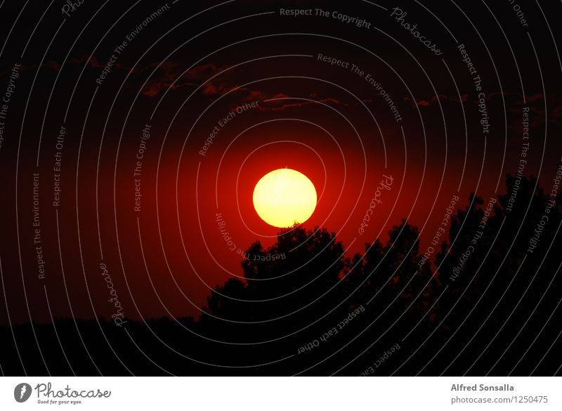 Unsere Sonne Natur Luft Himmel Horizont Sonnenaufgang Sonnenuntergang Sonnenlicht Sommer Schönes Wetter Baum Wald sportlich authentisch außergewöhnlich Ferne