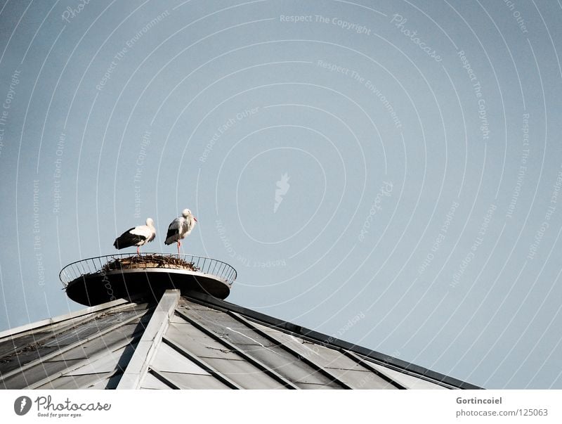 Dachbrüter Tier Storch Vogel Luft Nest Brutpflege Zugvogel Haus Gebäude Gelege Frühling Ehe grau schwarz weiß rot Himmel springen Sicherheit Wildtier fliegen