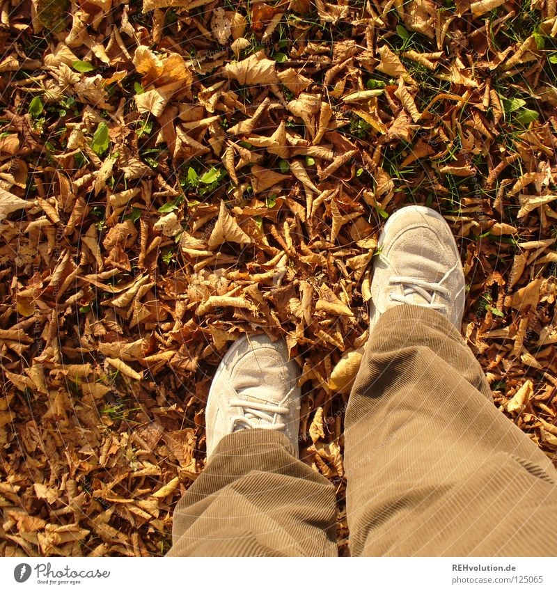 braun Herbst kalt Blatt trocken getrocknet Rascheln brechen Schuhe Hose erdig Turnschuh Freude gehen stehen Abschied Einsamkeit Mensch Vergänglichkeit