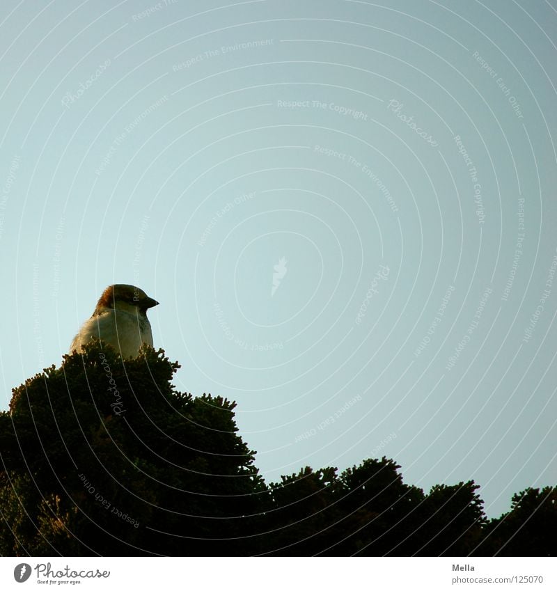 Nesthocker Vogel hocken Baum Sträucher Konifere Lebensbaum Park Neugier Aussicht Blick unten grün Einsamkeit ruhig Garten Sicherheit Spatz sitzen beobachten