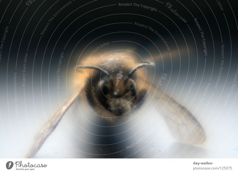 Biene im Rampenlicht II Insekt stechen Pollen Honig Staubfäden Fühler Reflexion & Spiegelung Schatten Makroaufnahme Nahaufnahme Nektar Haare & Frisuren Flügel