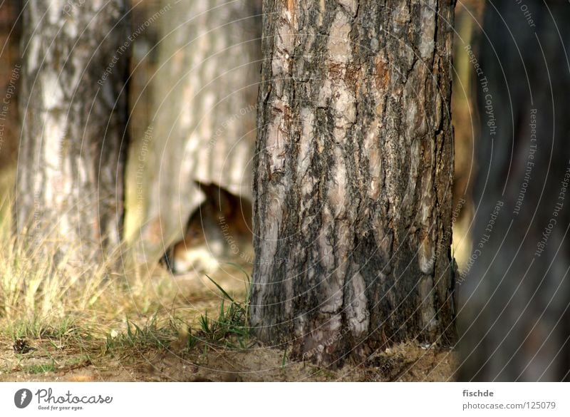 auf der lauer Jagd Natur Baum Wald Wildtier Tiergesicht 1 Wolf Schnauze Werwolf Rotkäppchen Märchen Waldboden Säugetier Fleischfresser Baumrinde Wildpark