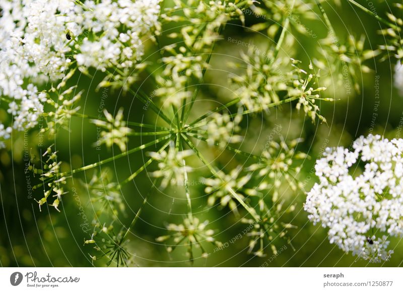 Gierschblüten Doldenblütler Pflanze Kräuter & Gewürze habitat Natur natürlich Stengel Blume Blüte Blühend Samen reif Heilpflanzen Alternativmedizin Medikament