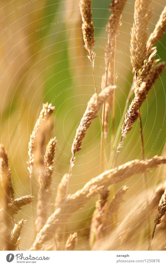 Gräser Gras Halm Unschärfe frisch Sommer ländlich Natur natürlich Wiese Schwache Tiefenschärfe Kräuter & Gewürze Pflanze Schilfrohr Riedgras Unkraut Blatt Samen