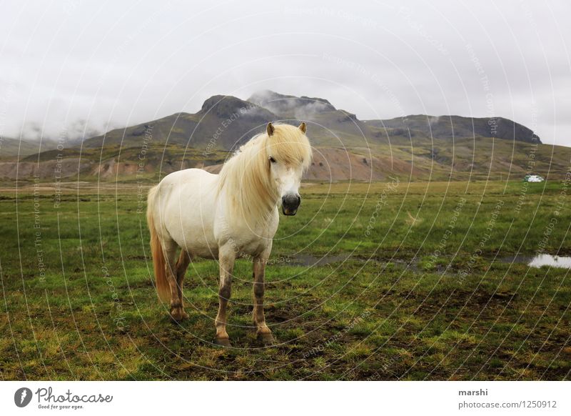 Islandpferd Natur Landschaft Pflanze Tier Hügel Berge u. Gebirge Wildtier Pferd 1 Stimmung Island Ponys Ferne weiß stehen Reiten Reitsport schön Farbfoto