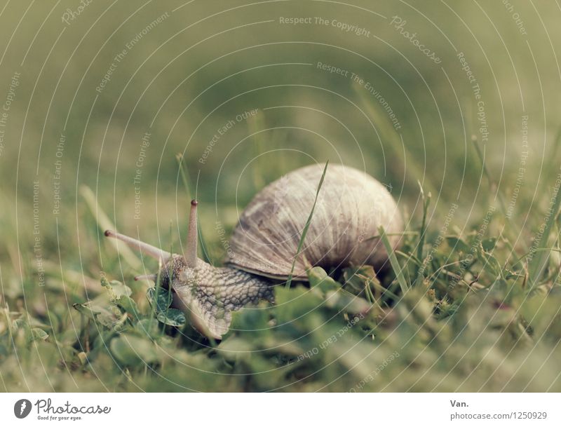 Lass es langsam angehen Natur Pflanze Tier Gras Garten Wiese Schnecke 1 klein grün Schneckenhaus Farbfoto Gedeckte Farben Außenaufnahme Nahaufnahme Menschenleer