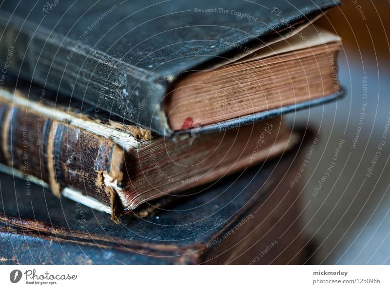 Leseratte in der alten Bibliothek Erholung ruhig Freizeit & Hobby lesen Abenteuer Expedition Bildung Wissenschaften lernen Berufsausbildung Studium Arbeitsplatz