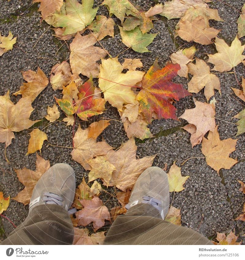 steht! Herbst kalt Blatt trocken getrocknet Rascheln brechen Schuhe Hose braun erdig Turnschuh Freude gehen stehen Abschied Einsamkeit Vergänglichkeit