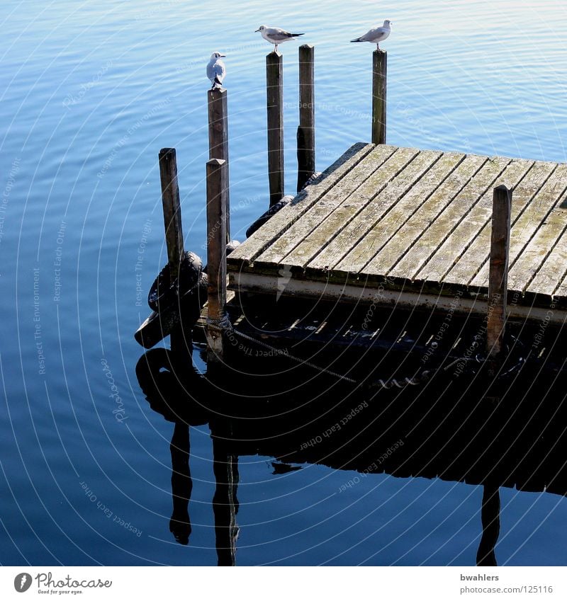 am See Steg Holz Möwe Reflexion & Spiegelung schön Wellen Vogel Wasser blau Pfosten Klarheit Bodensee