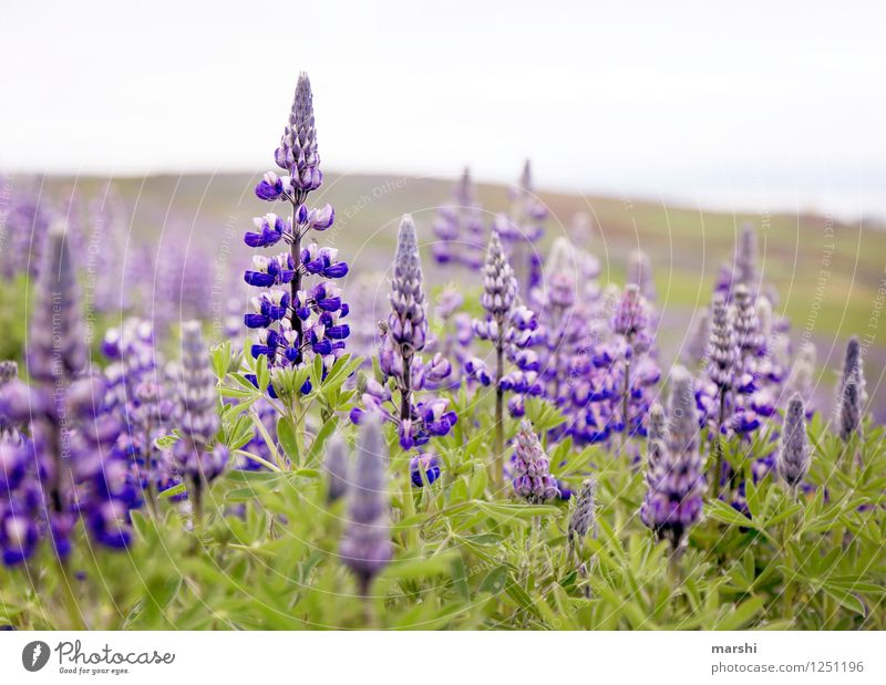 LupinenMeer Natur Landschaft Pflanze Blume Sträucher violett Wiese Island Lupinenblüte Lupinenfeld Farbfoto Außenaufnahme Nahaufnahme Detailaufnahme Tag