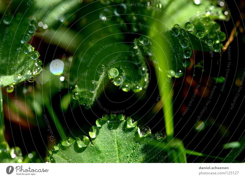 Tautropfen 2 Wassertropfen Klarheit frisch Sauberkeit rein Blatt grün glänzend Licht Morgen Gras durchsichtig Hintergrundbild Wiese Makroaufnahme Nahaufnahme