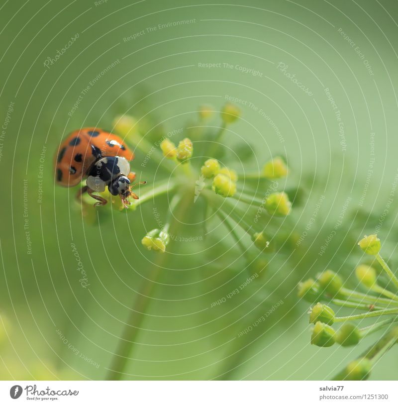 Frühstück Wellness Leben harmonisch Wohlgefühl Zufriedenheit Sinnesorgane Erholung ruhig Umwelt Natur Pflanze Tier Frühling Sommer Blüte Doldenblüte Pollen