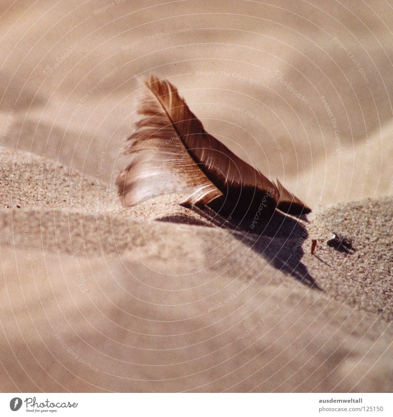 [Beige] beige Strand Sommer Physik schön Ahlbeck Usedom Makroaufnahme Nahaufnahme Küste Sand Feder Ostsee Wärme liegen Schatten ruhig