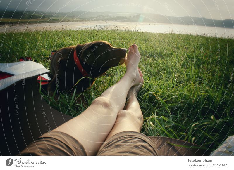 schnüffelnder Hund Beine Fuß Tier Kontakt barfuß Mensch Natur Sommer Shorts berühren riechen Haustier Lebensfreude Vertrauen Freundschaft Tierliebe Neugier